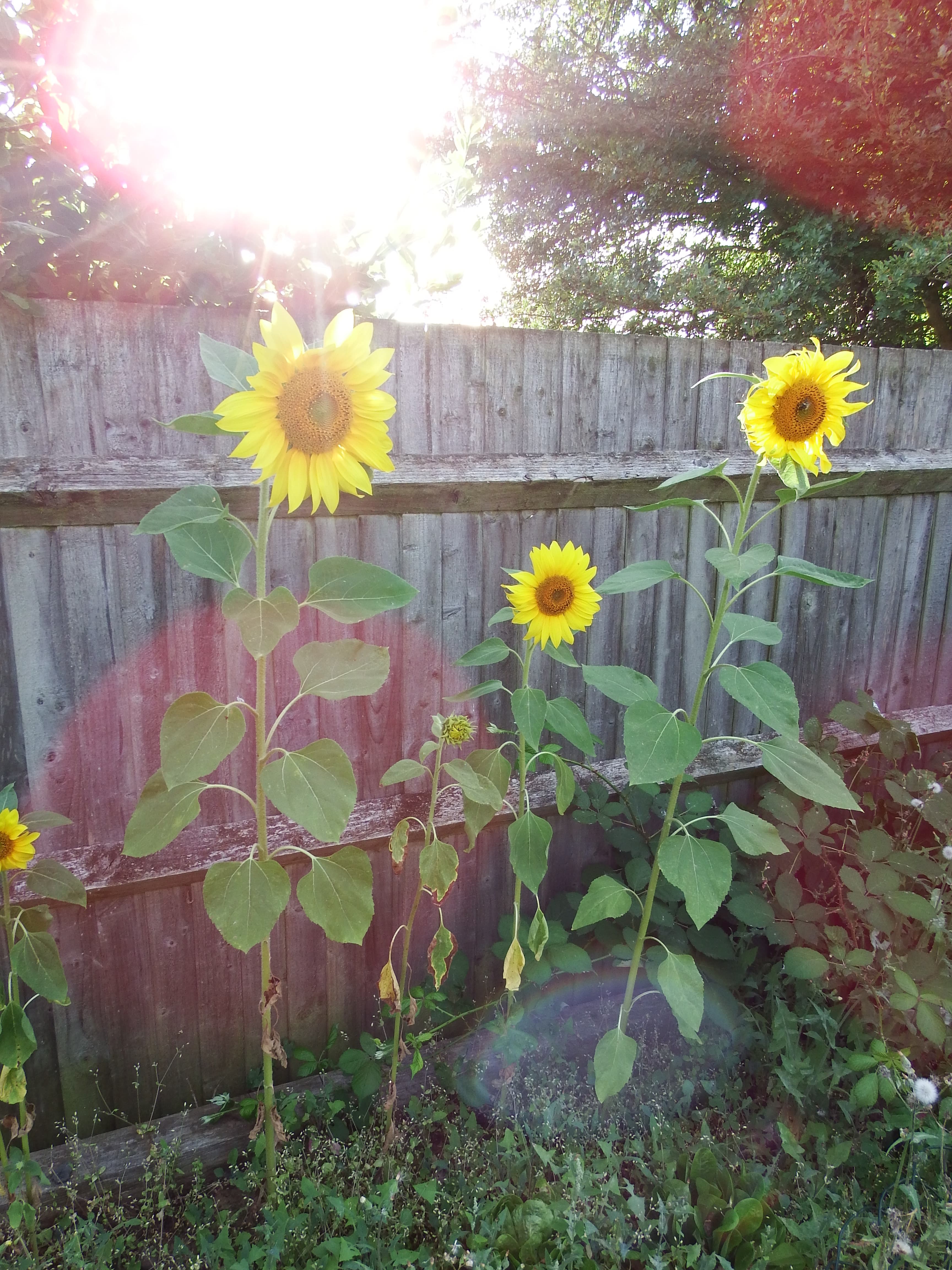 The DEN garden